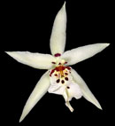 Winter Wonderland 'White Fairy'